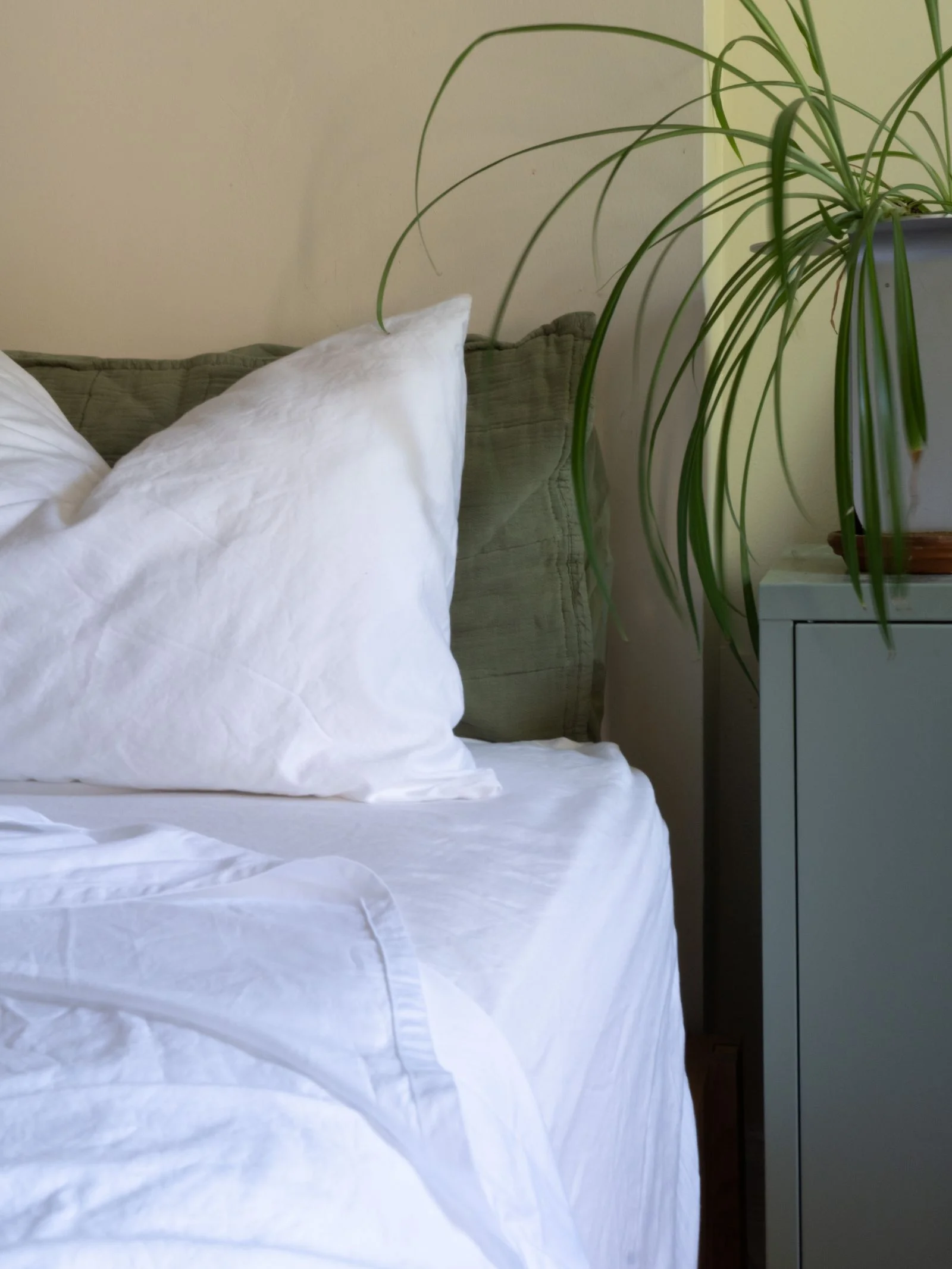 Image may contain Cushion Home Decor Plant Potted Plant Pillow Bed and Furniture