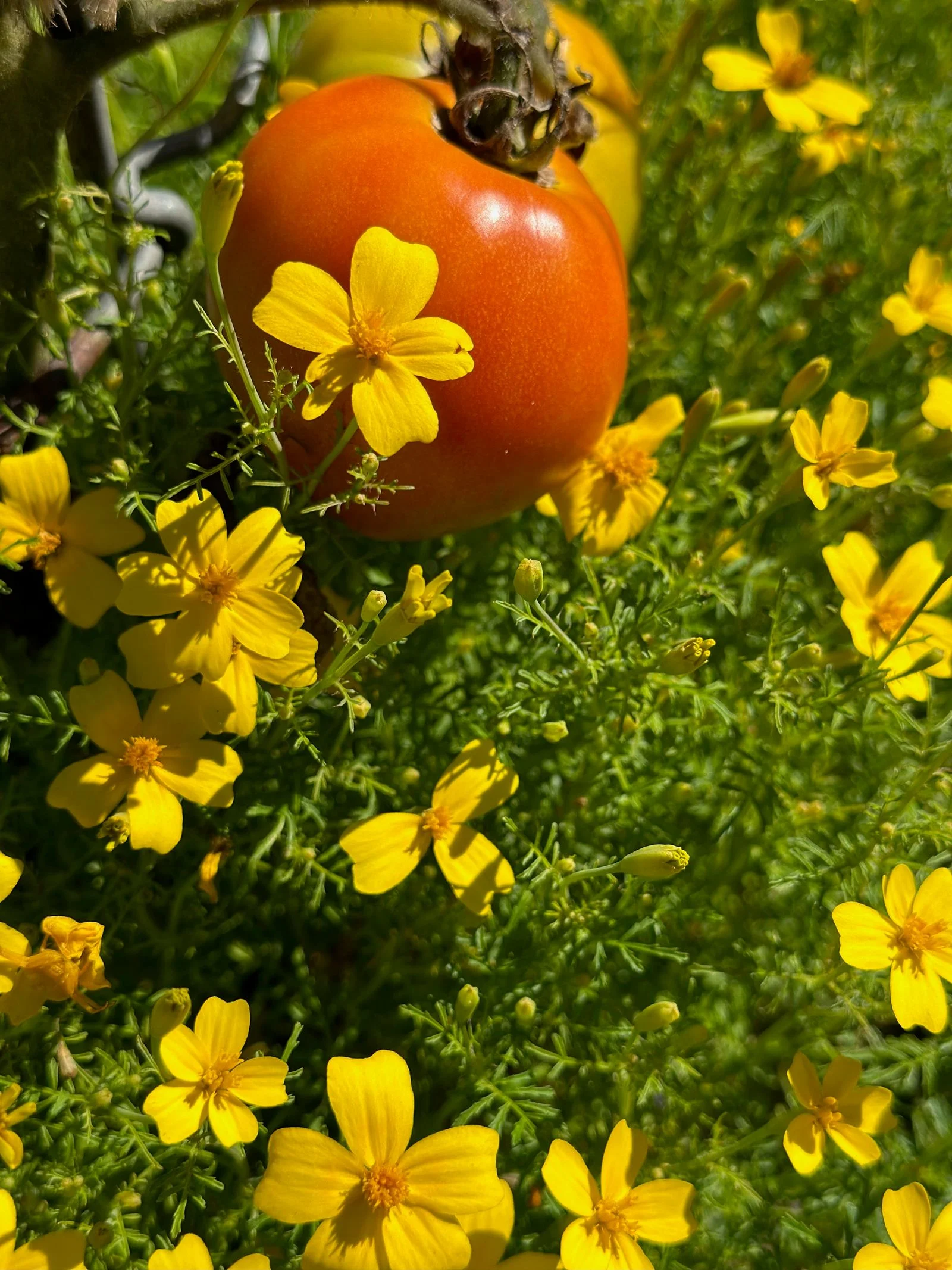 orange tomato yellow flowers green grass