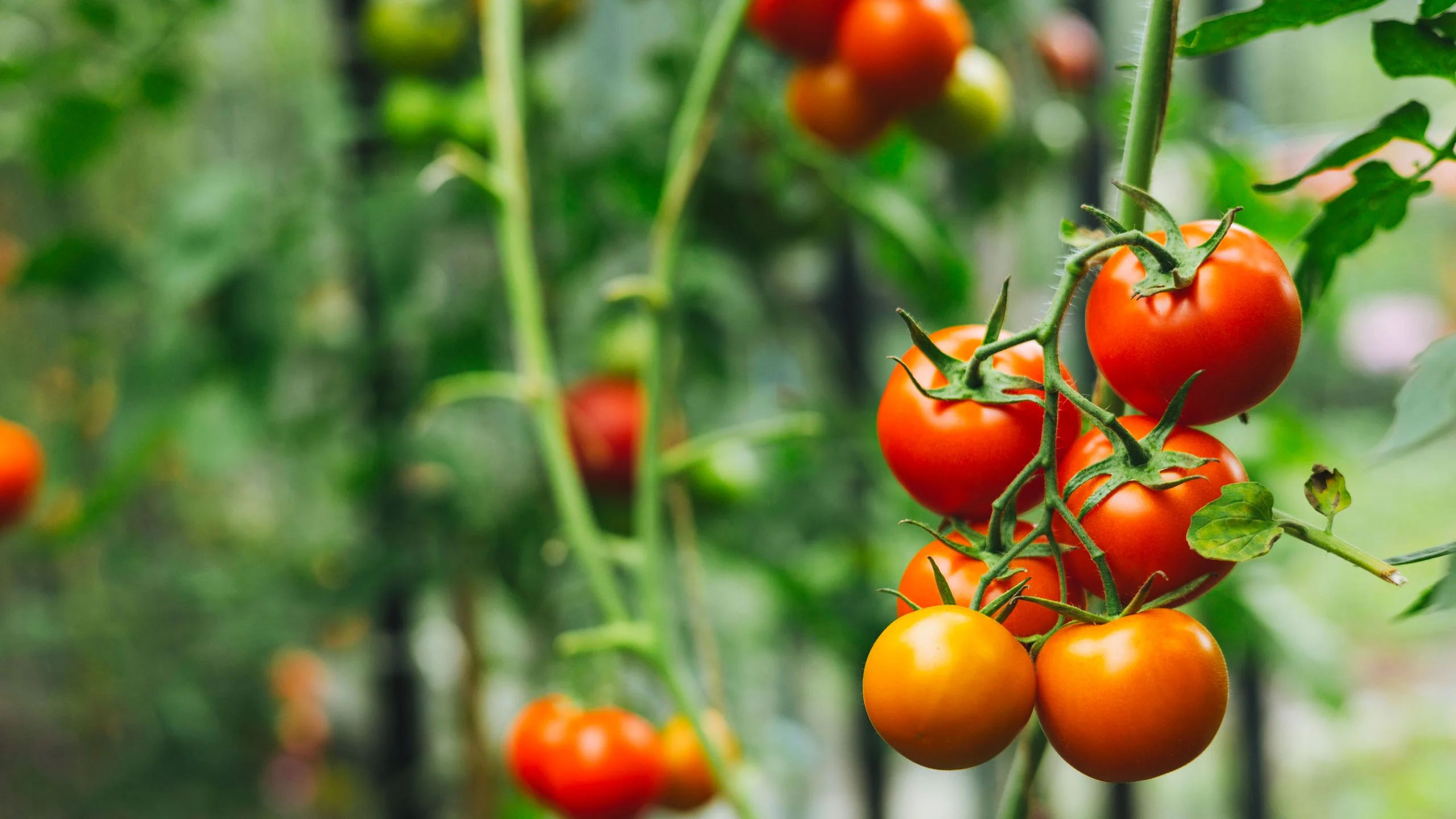 red tomatoes on vine how to grow tomatoes