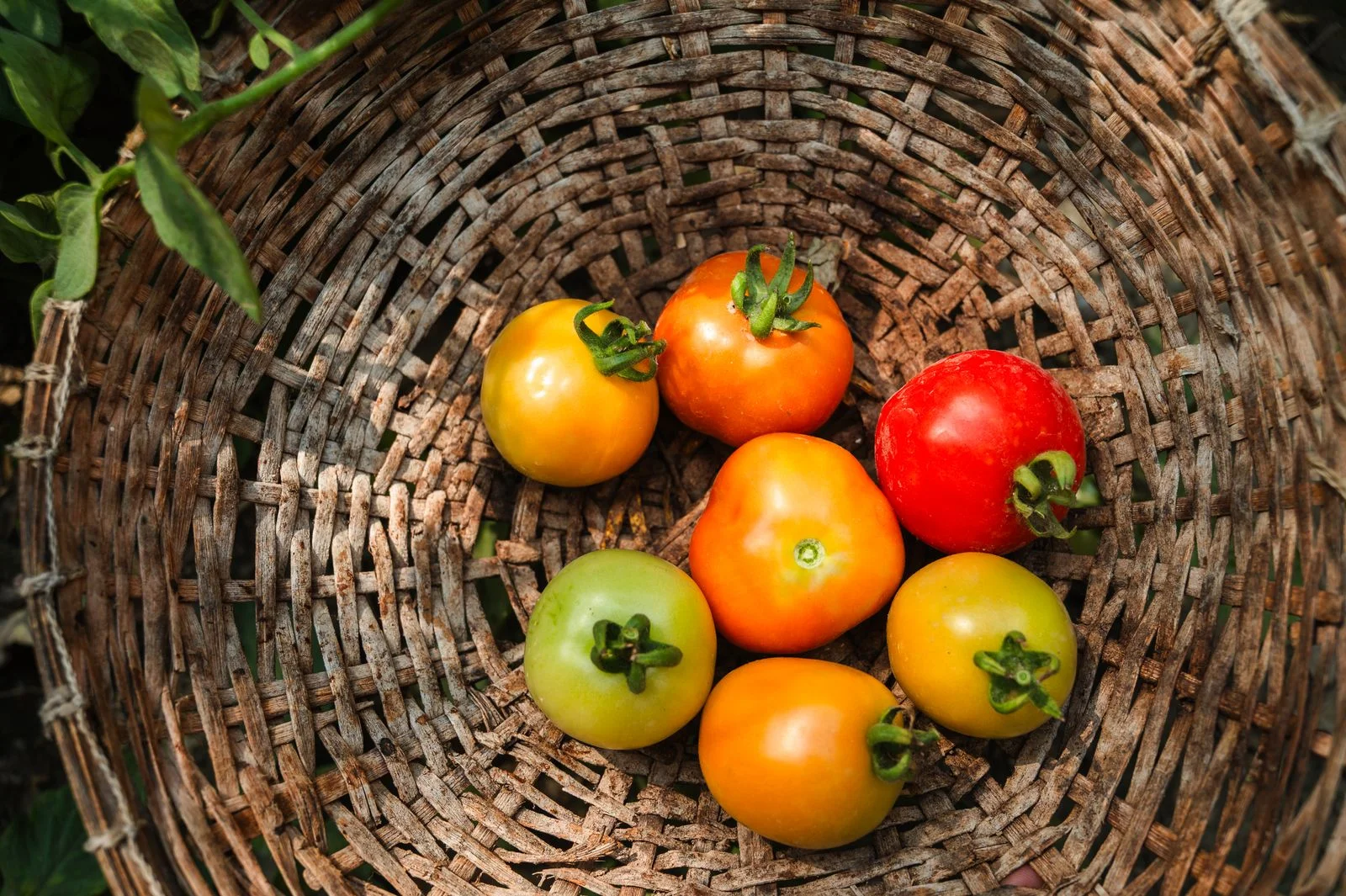 basket of tomatoes