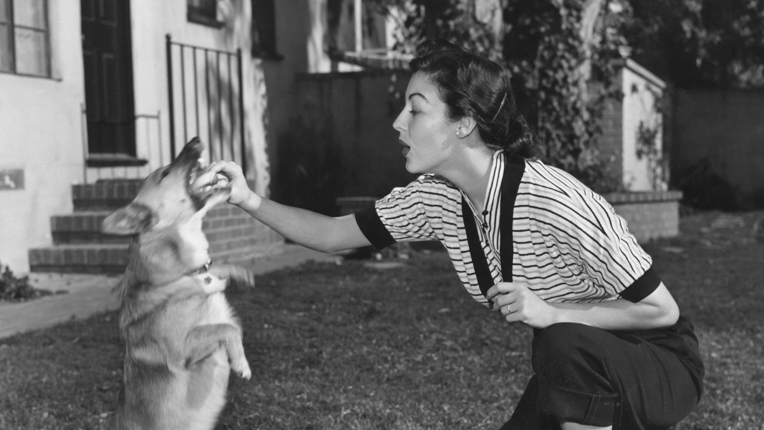 blackandwhite photo of corgi left standing to receive treat from Ava Gardner kneeling on lawn outside house