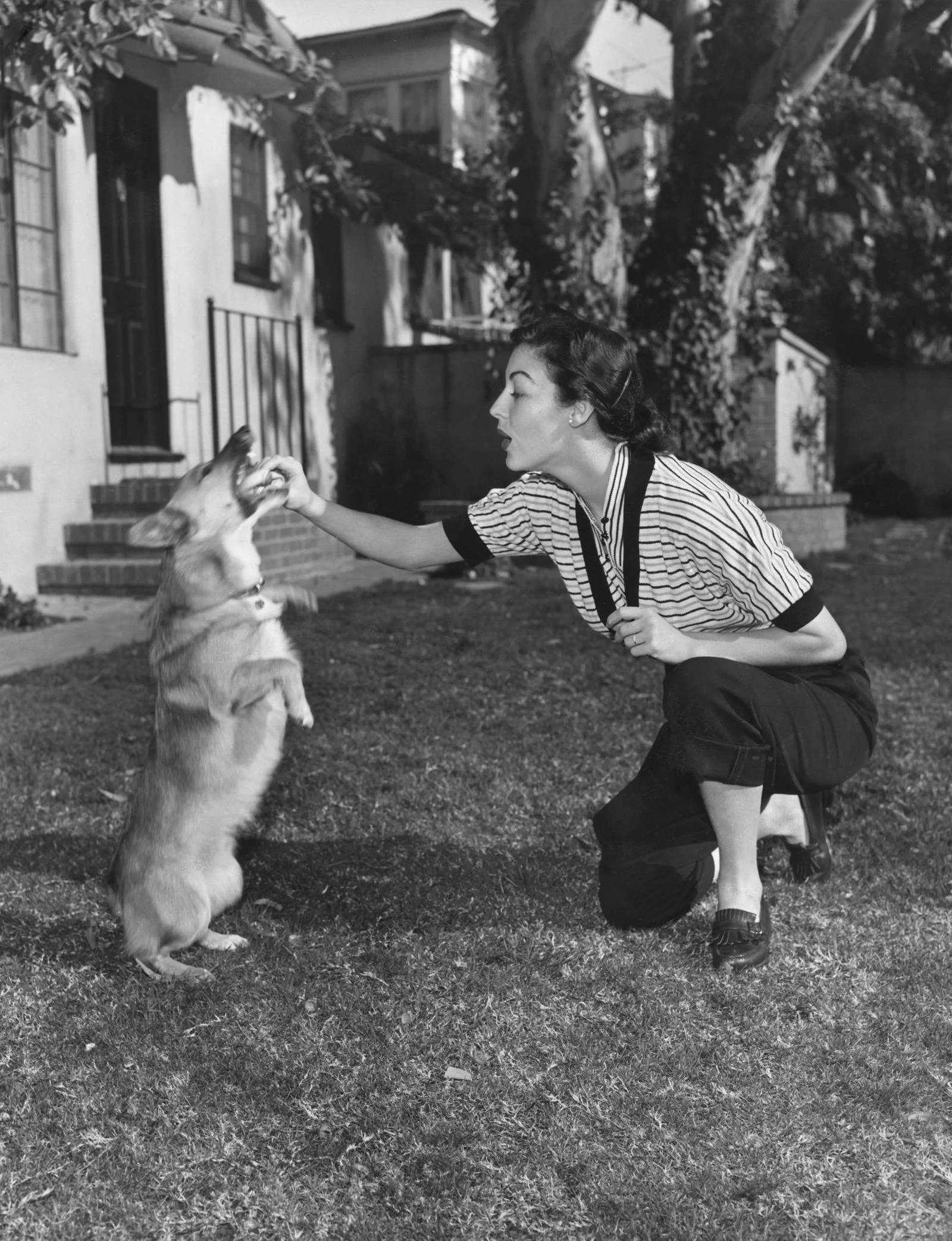 blackandwhite photo of corgi left standing to receive treat from Ava Gardner kneeling on lawn outside house